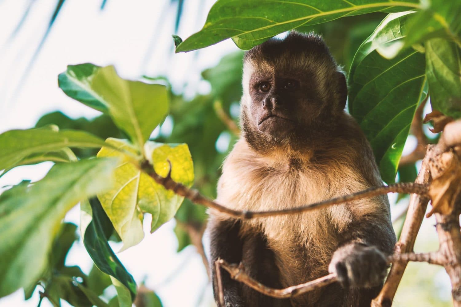 Tour in Brasile - Mosaico di colori - iPlanet - 6